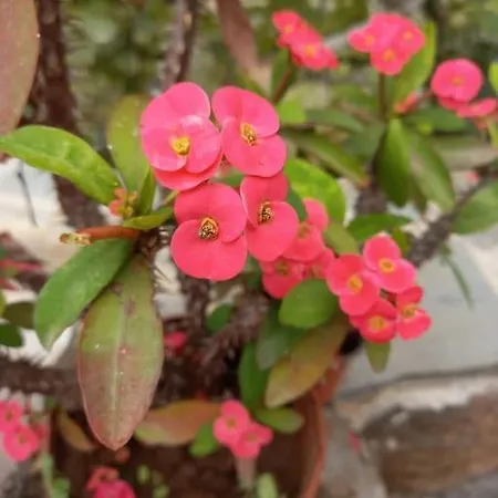 木屋 Zenda De Fontanales